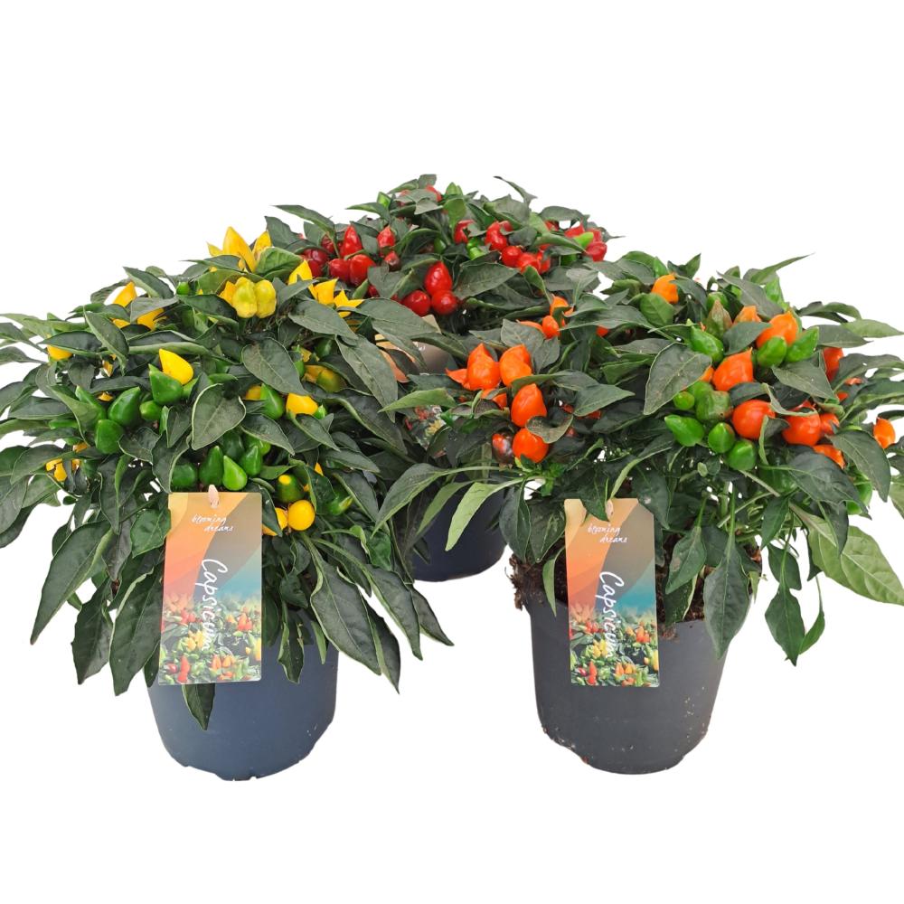 Capsicum