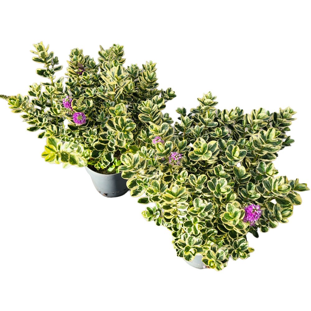 Hebe andersonii tricolor