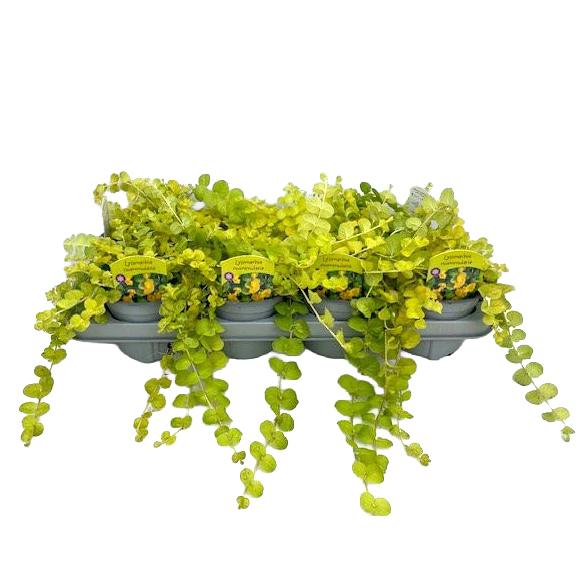 Lysimachia nummularia goldlocks