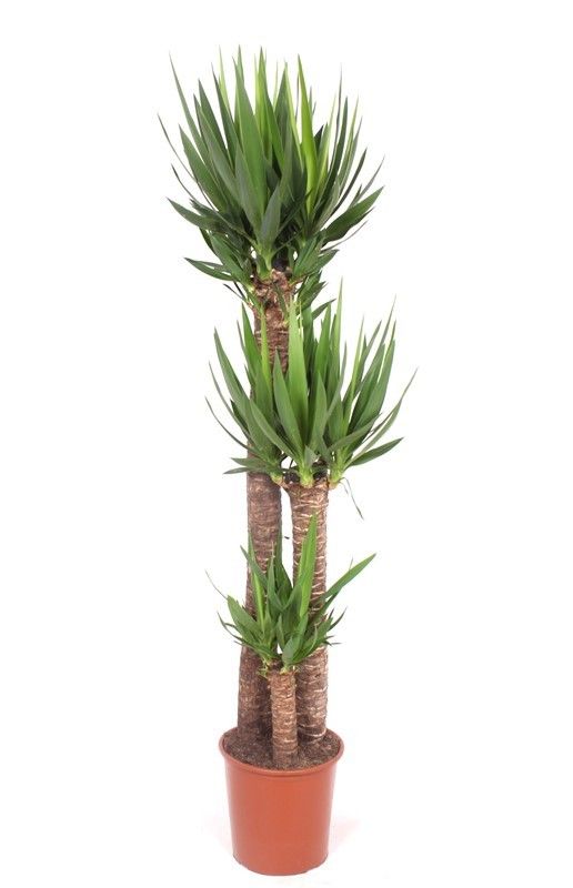 Yucca