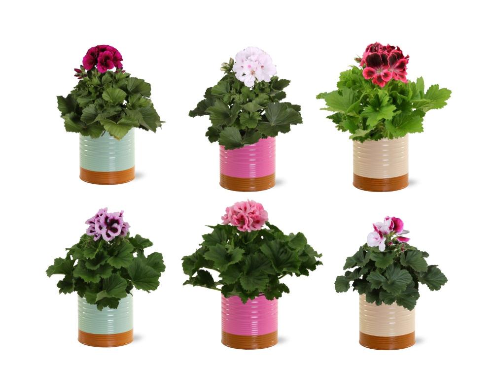 pelargonium