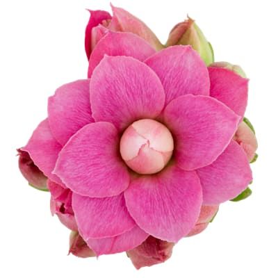 kalanchoe fleurs doubles