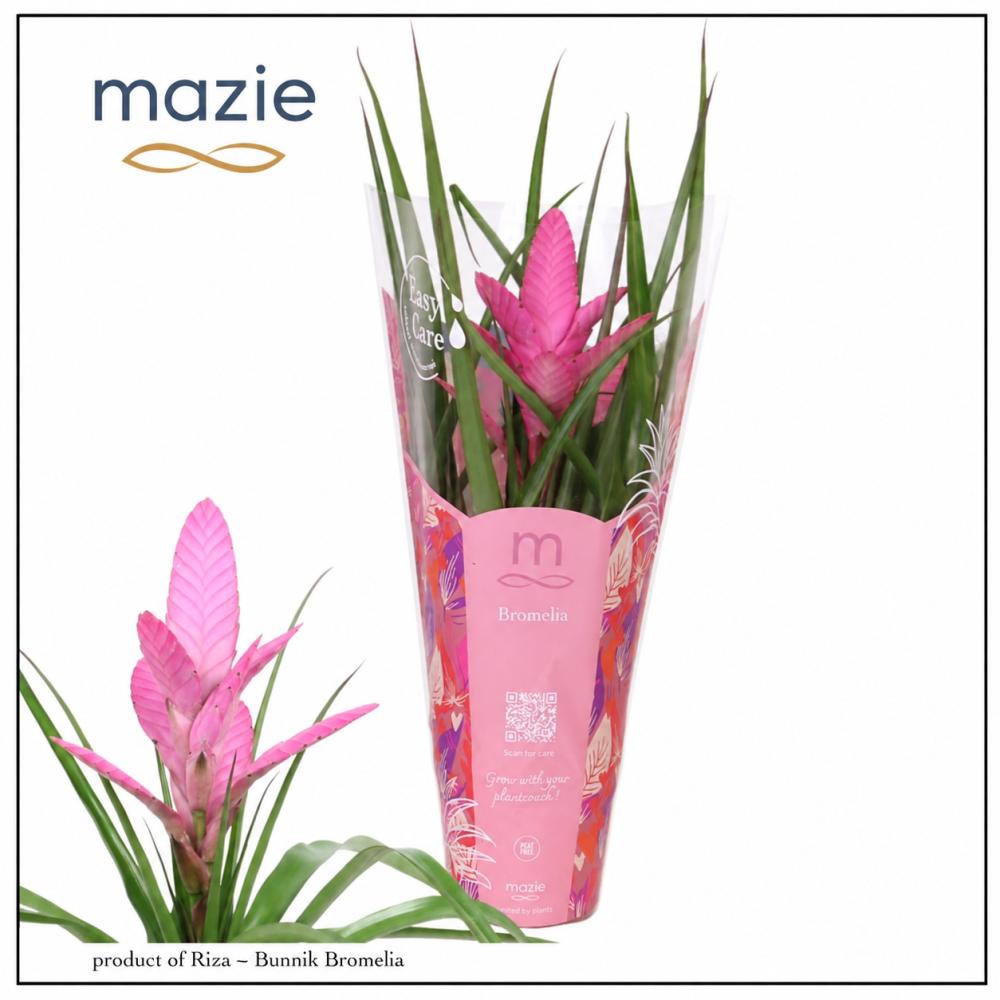 Tillandsia