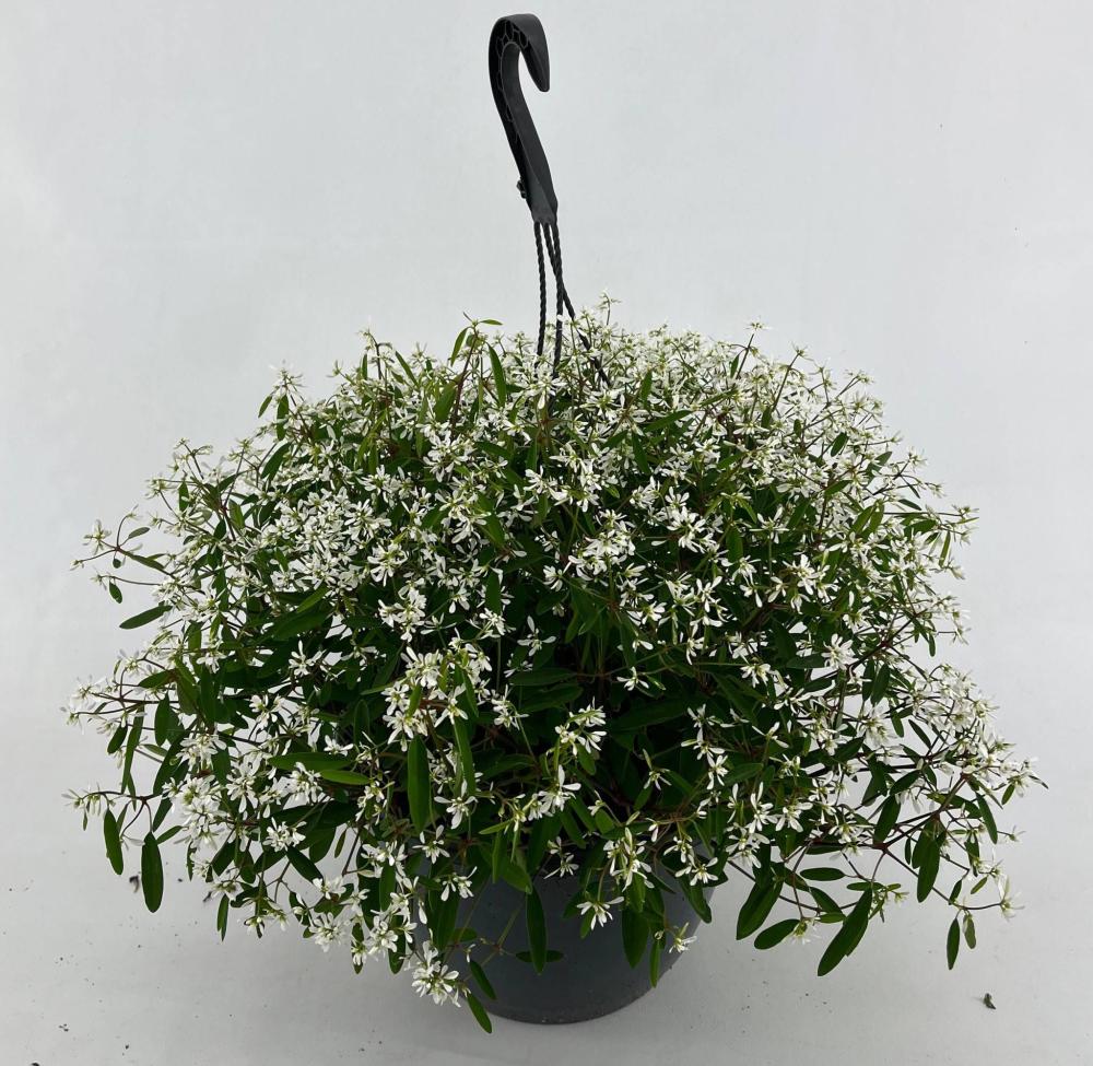 Euphorbia
