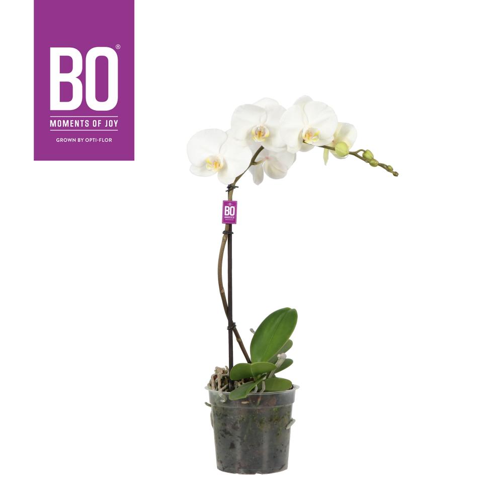 phalaenopsis