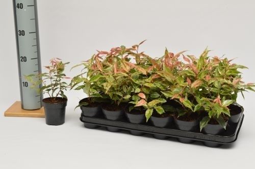 leucothoe