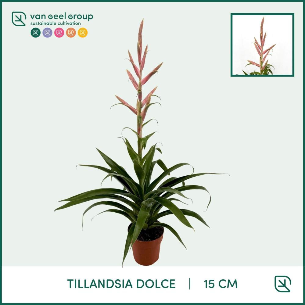 Tillandsia