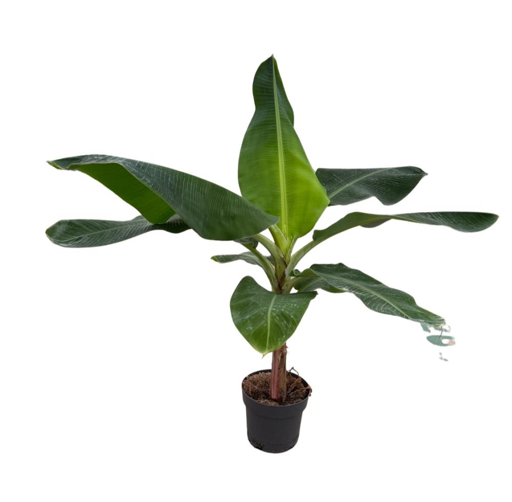 musa