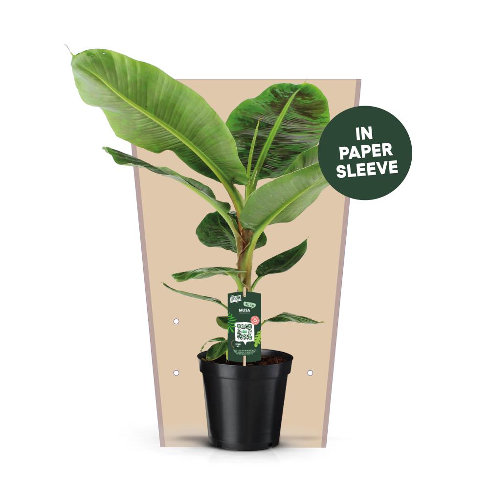 musa