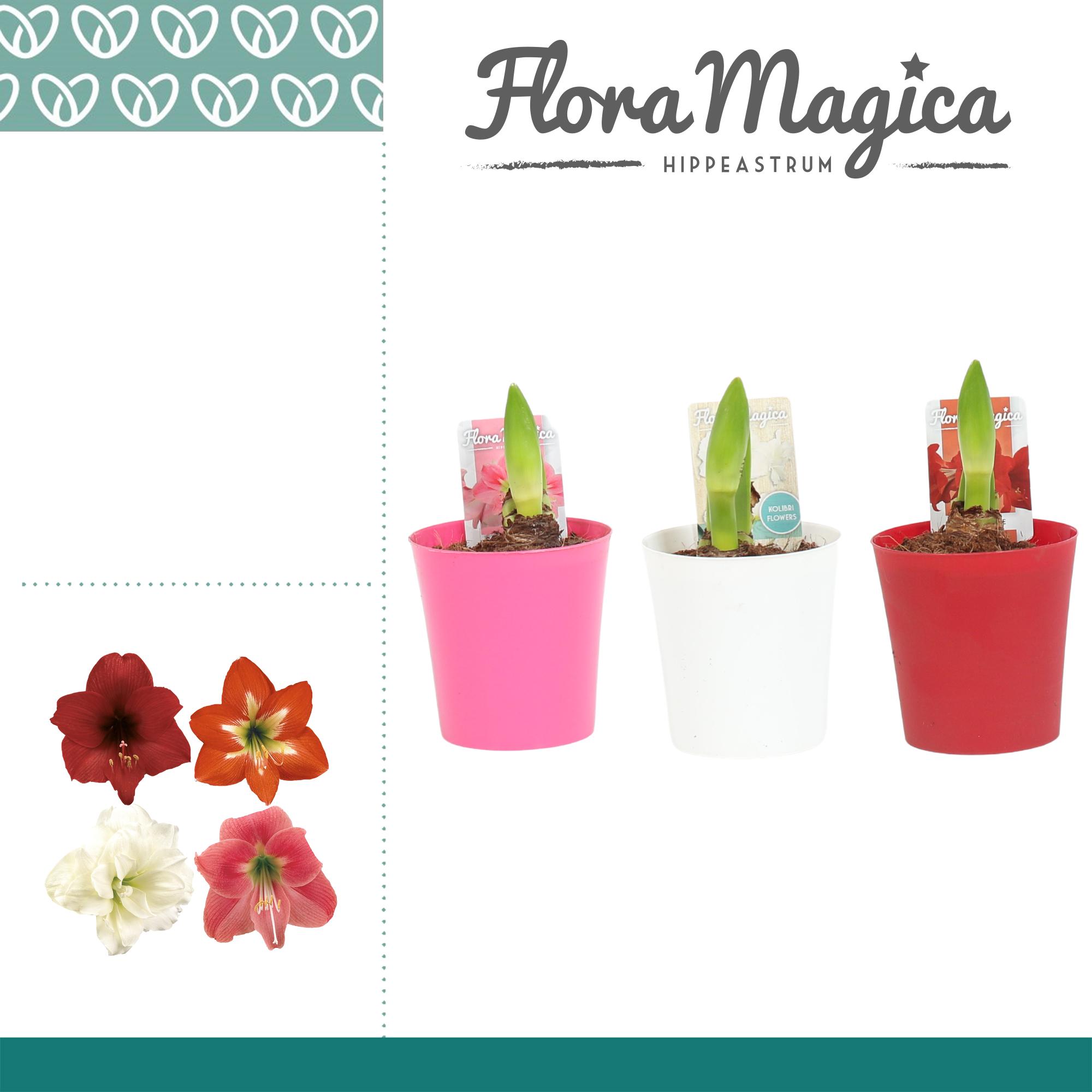 amaryllis-hippeastrum