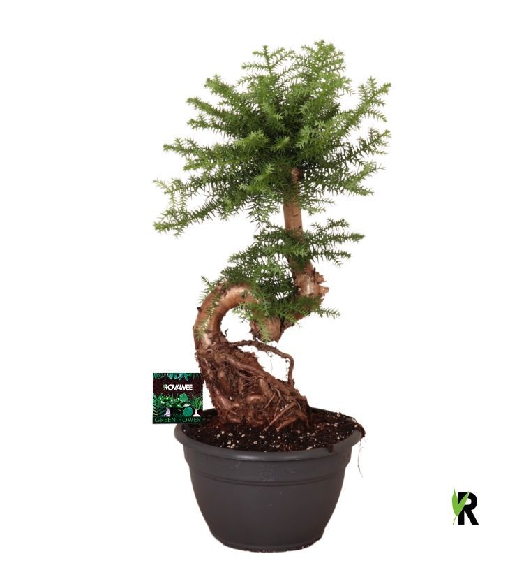 Araucaria