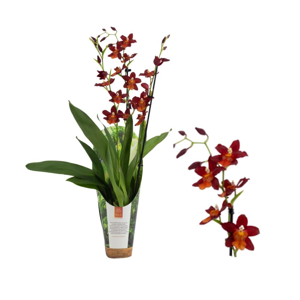 Odontoglossum