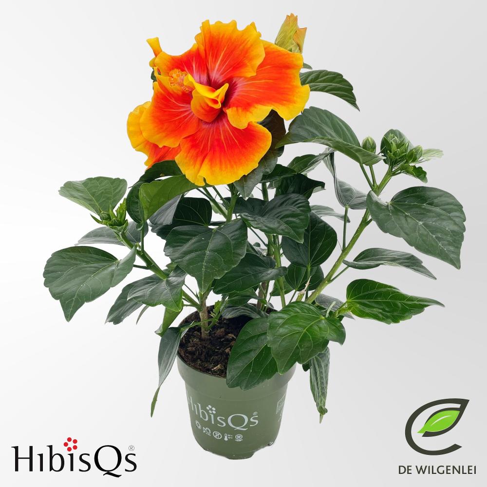 Hibiscus