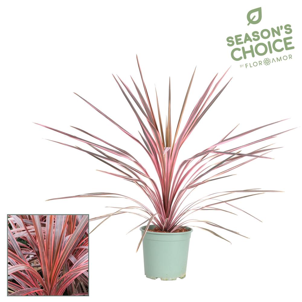 Cordyline