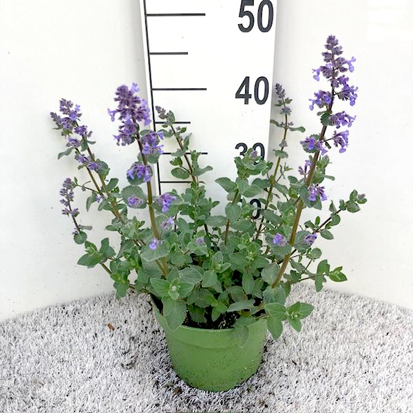 Nepeta grandiflora summer magic