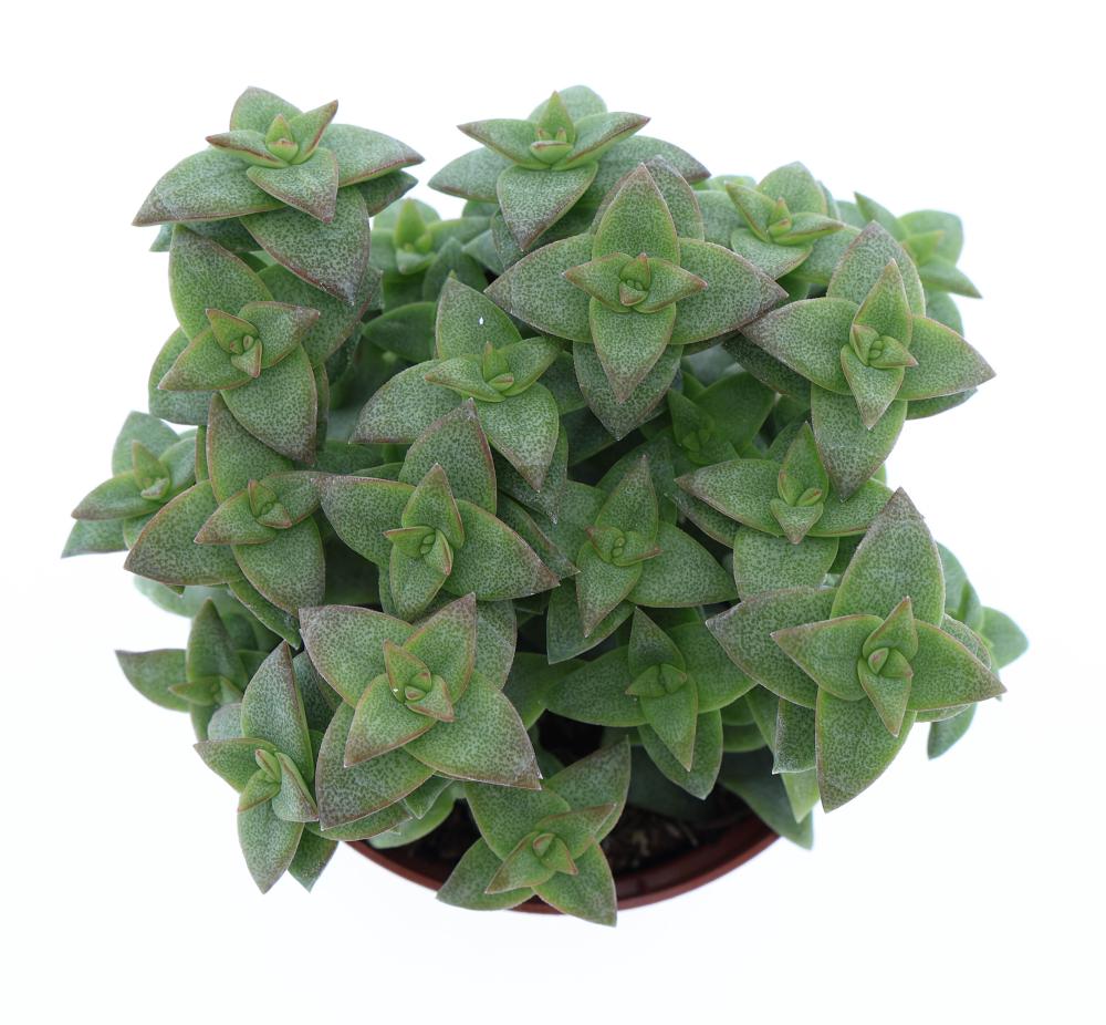 crassula