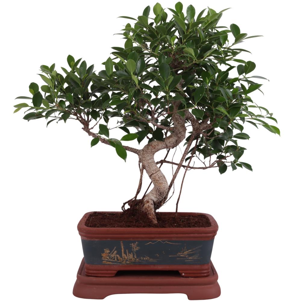 Ficus