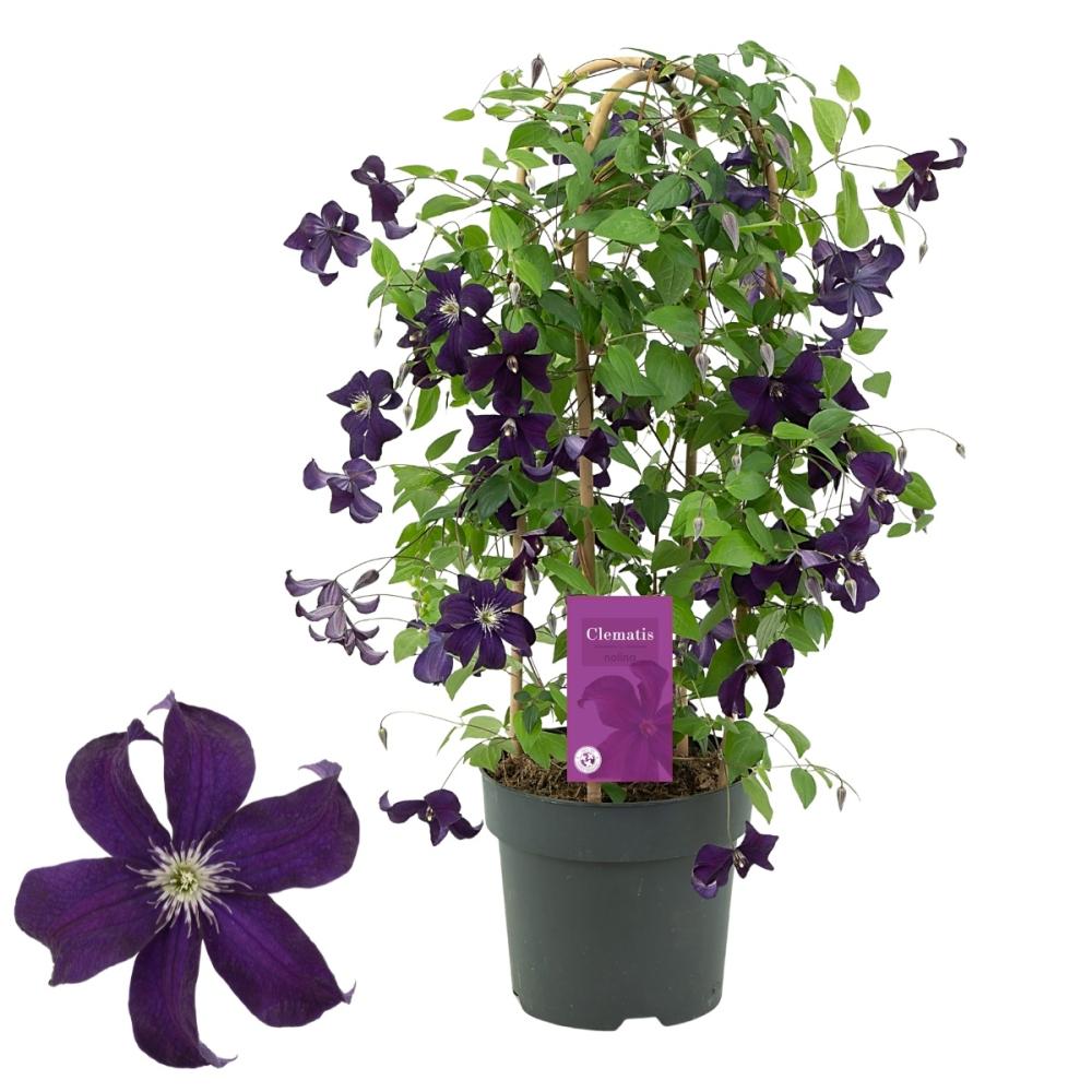 clematis