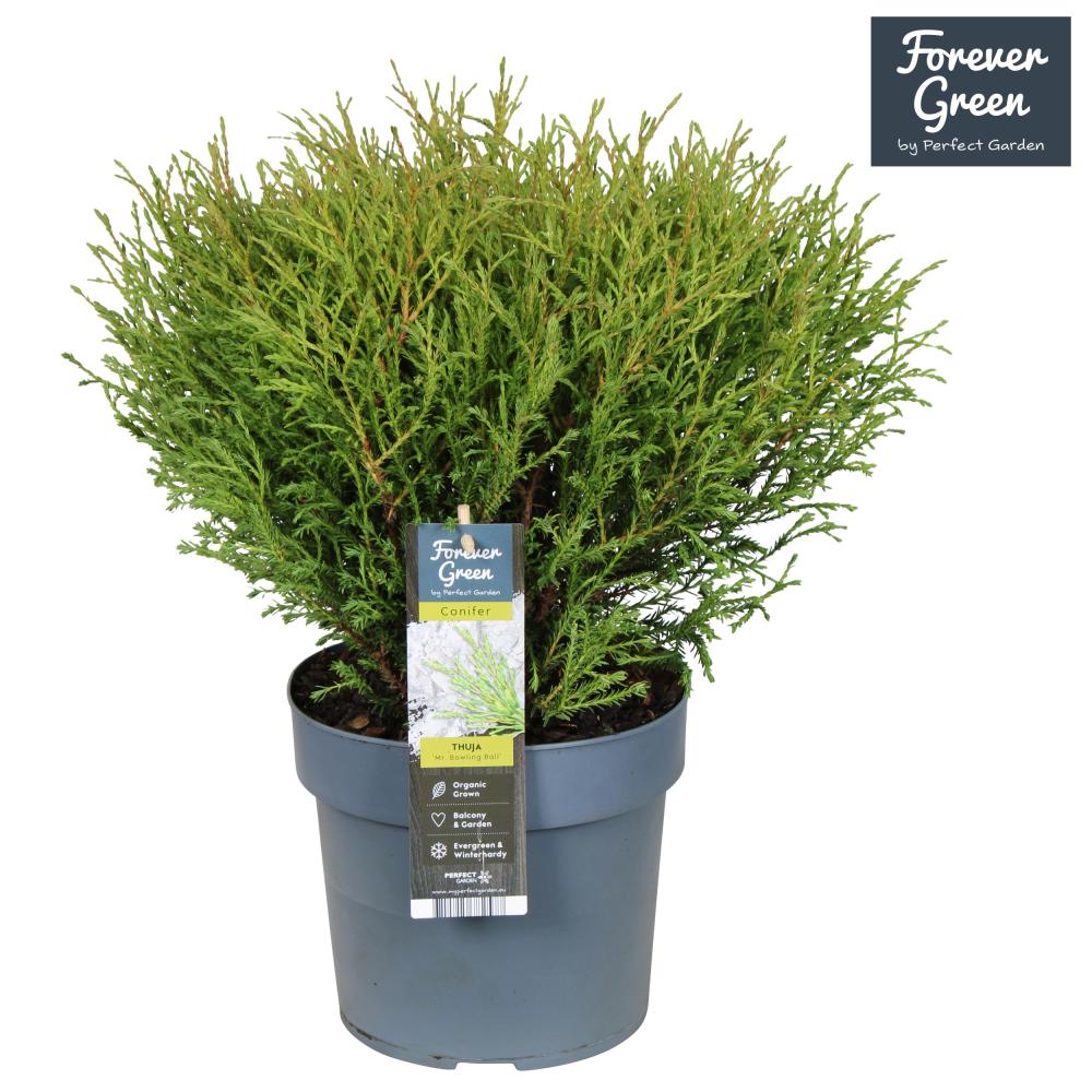 thuja