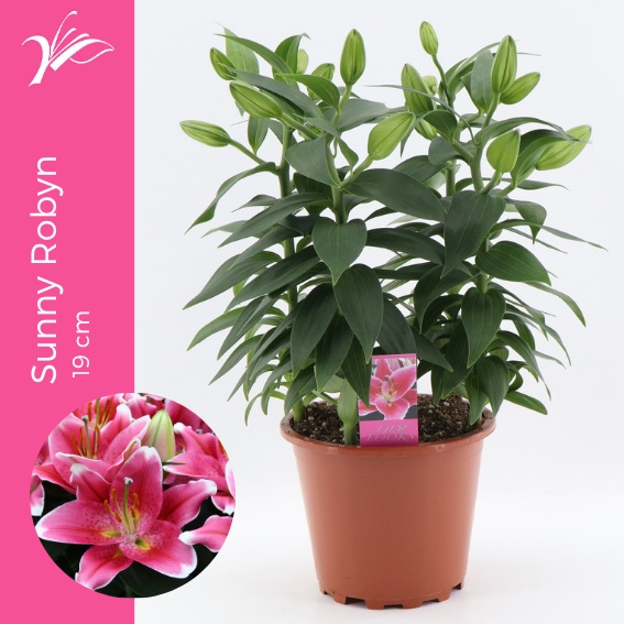 Lilium