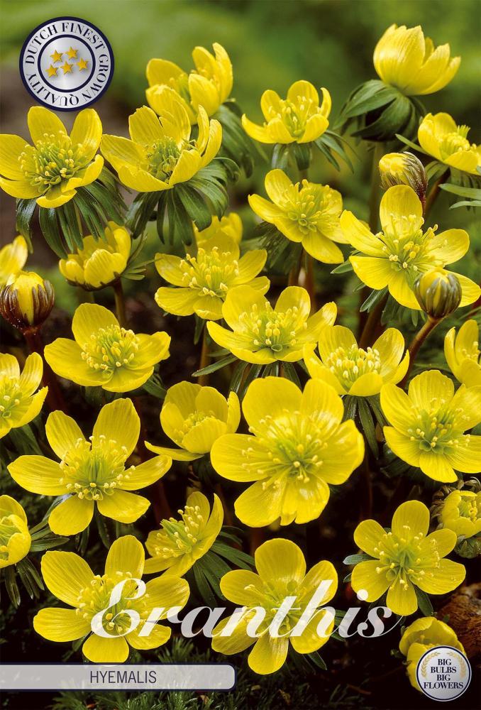 Eranthis
