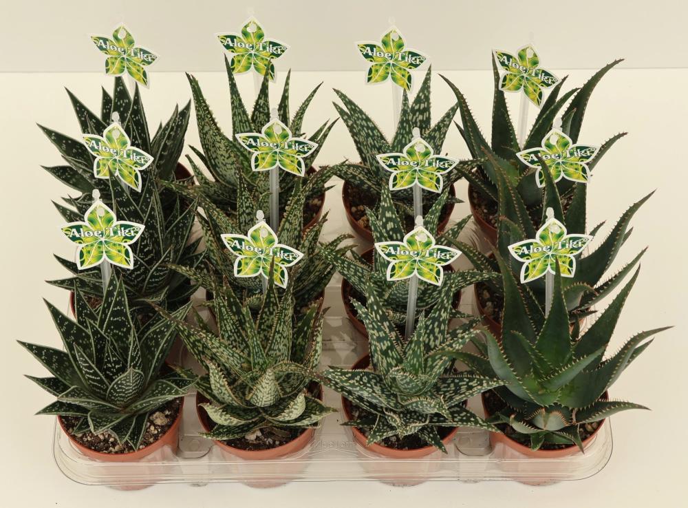 Aloe