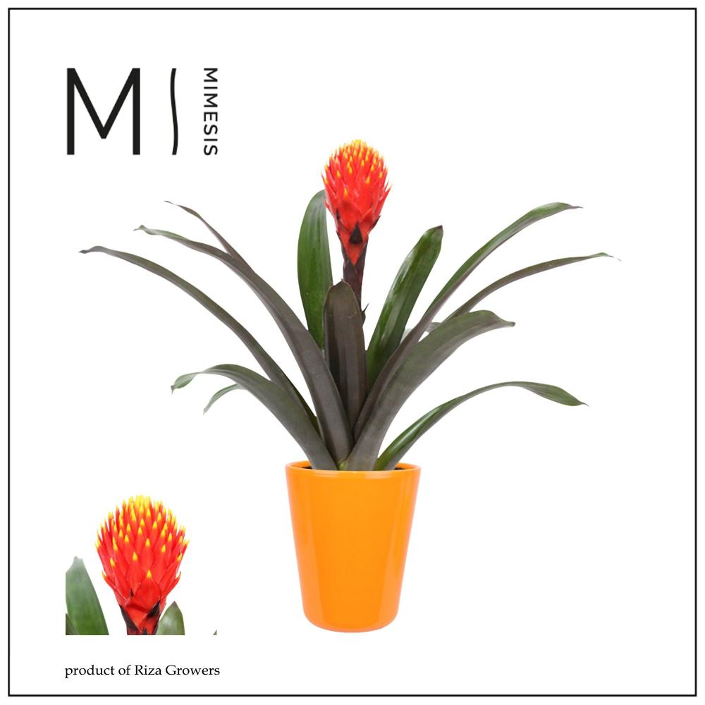 Guzmania
