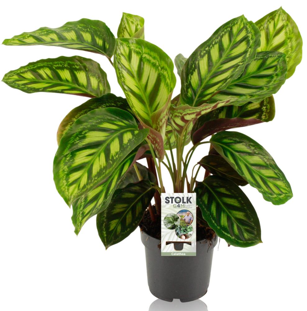 Calathea