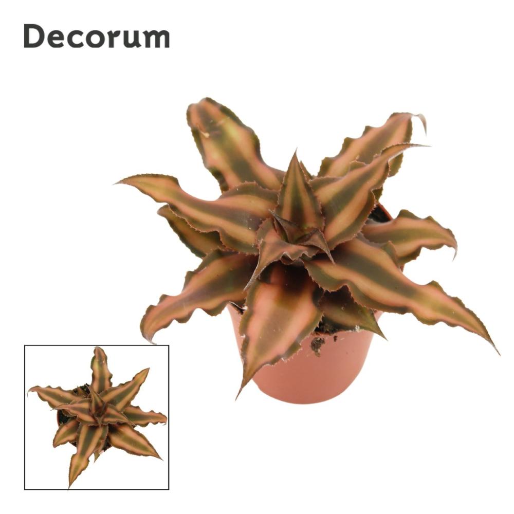 Cryptanthus