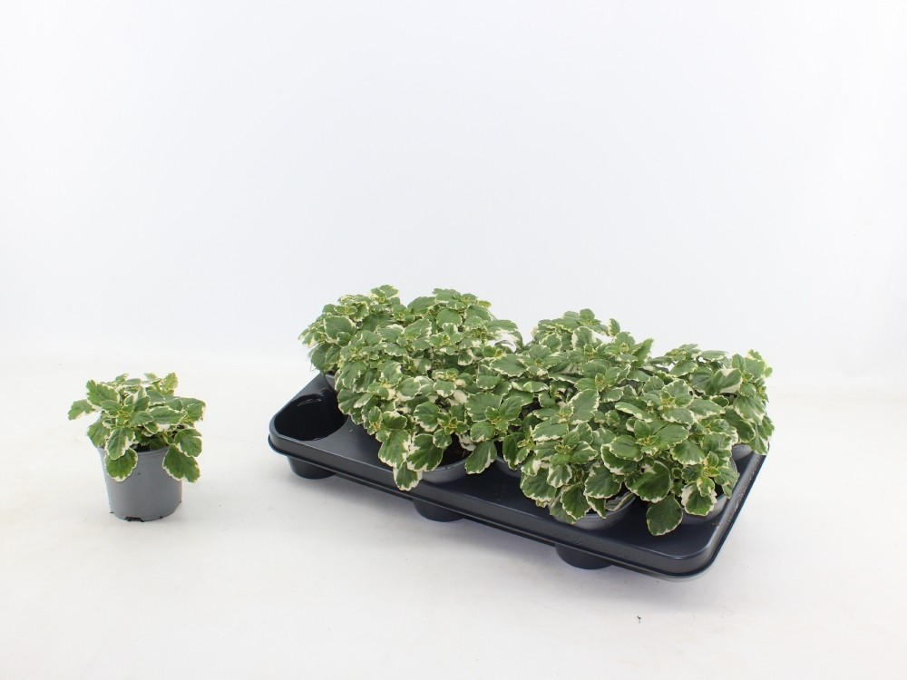 Plectrantus