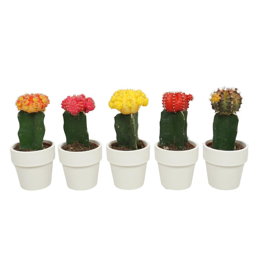 gymnocalycium