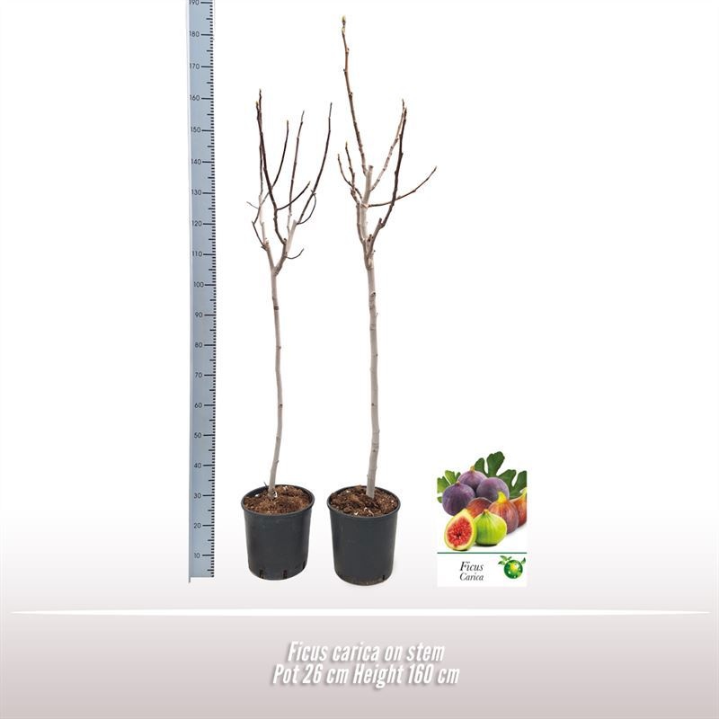 Ficus carica