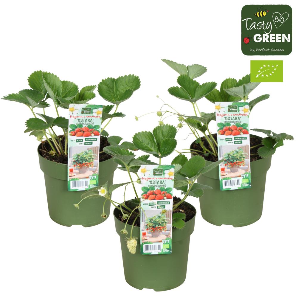 fragaria