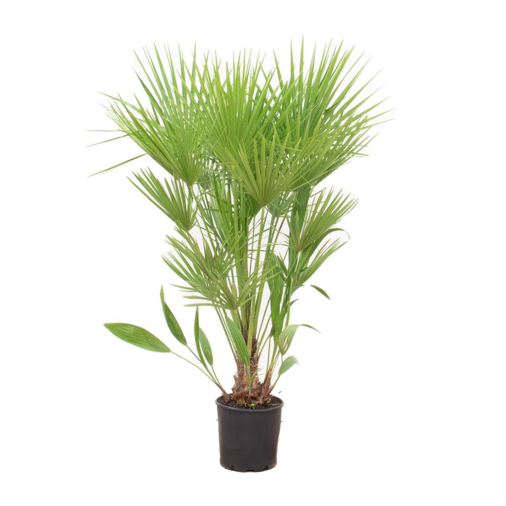 Chamaerops