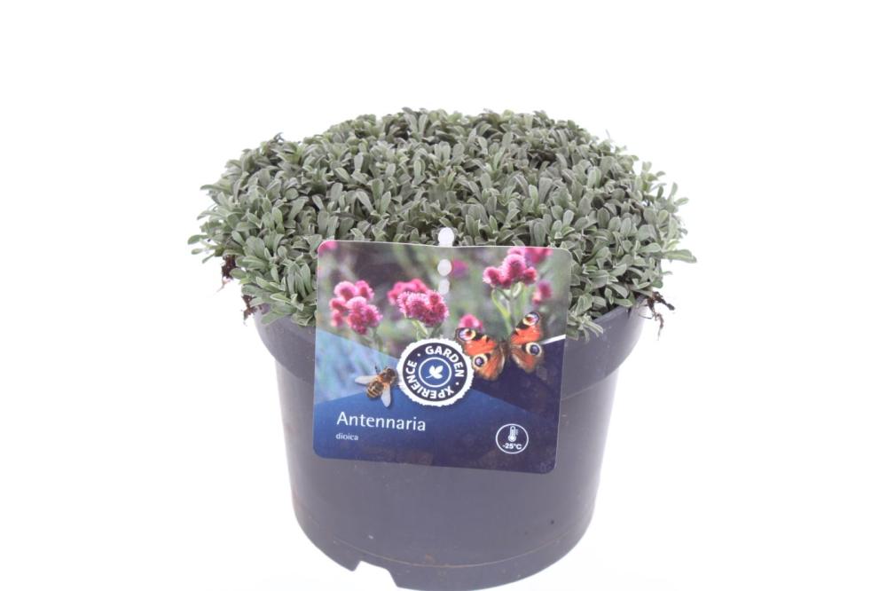 Antennaria