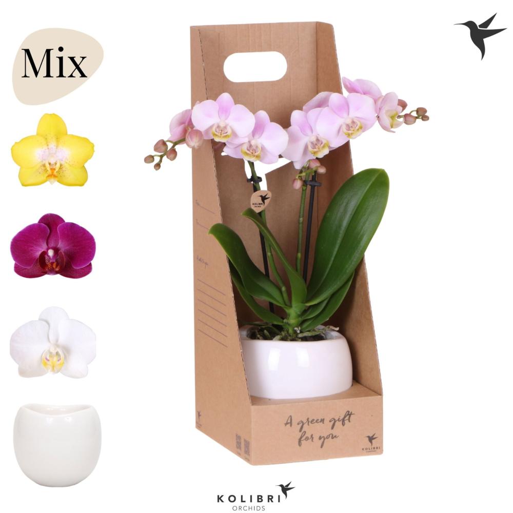 phalaenopsis