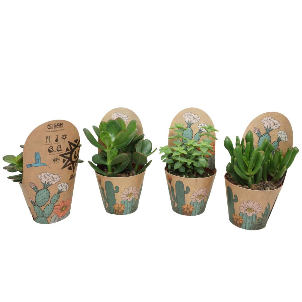 crassula