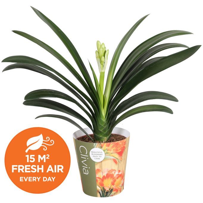 Clivia