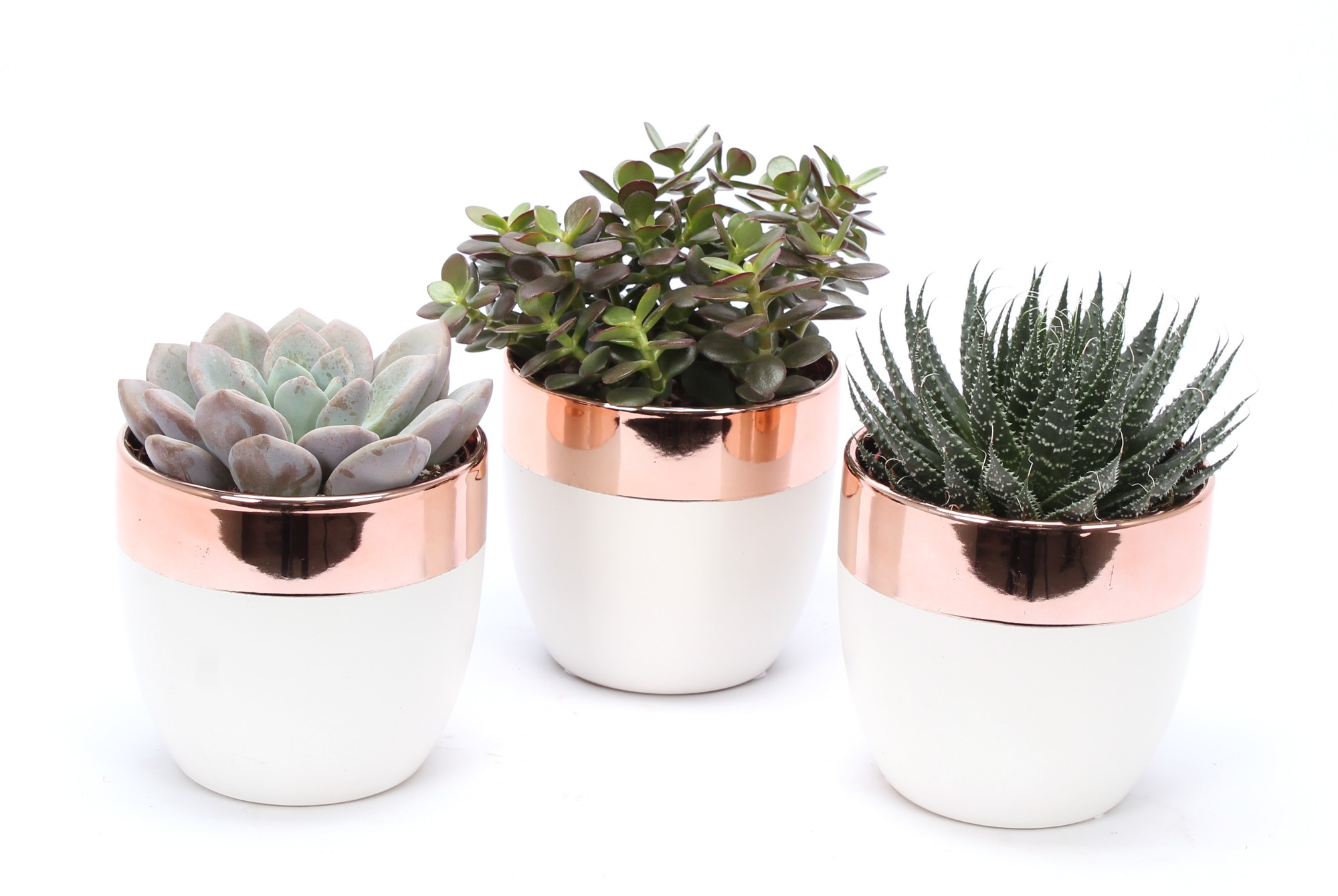 Succulentes