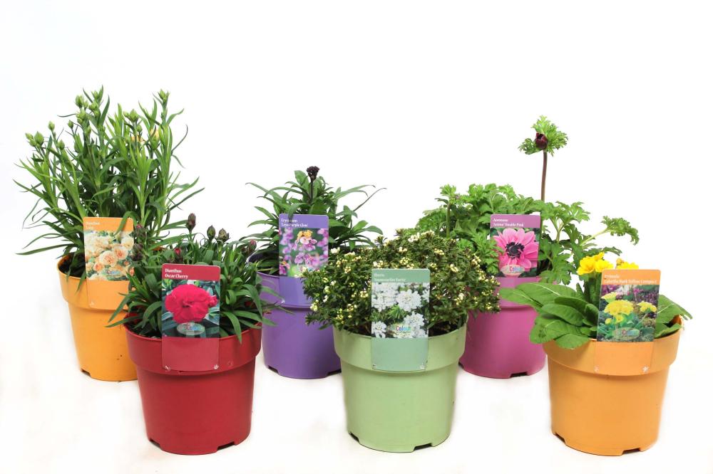 Plantes mix