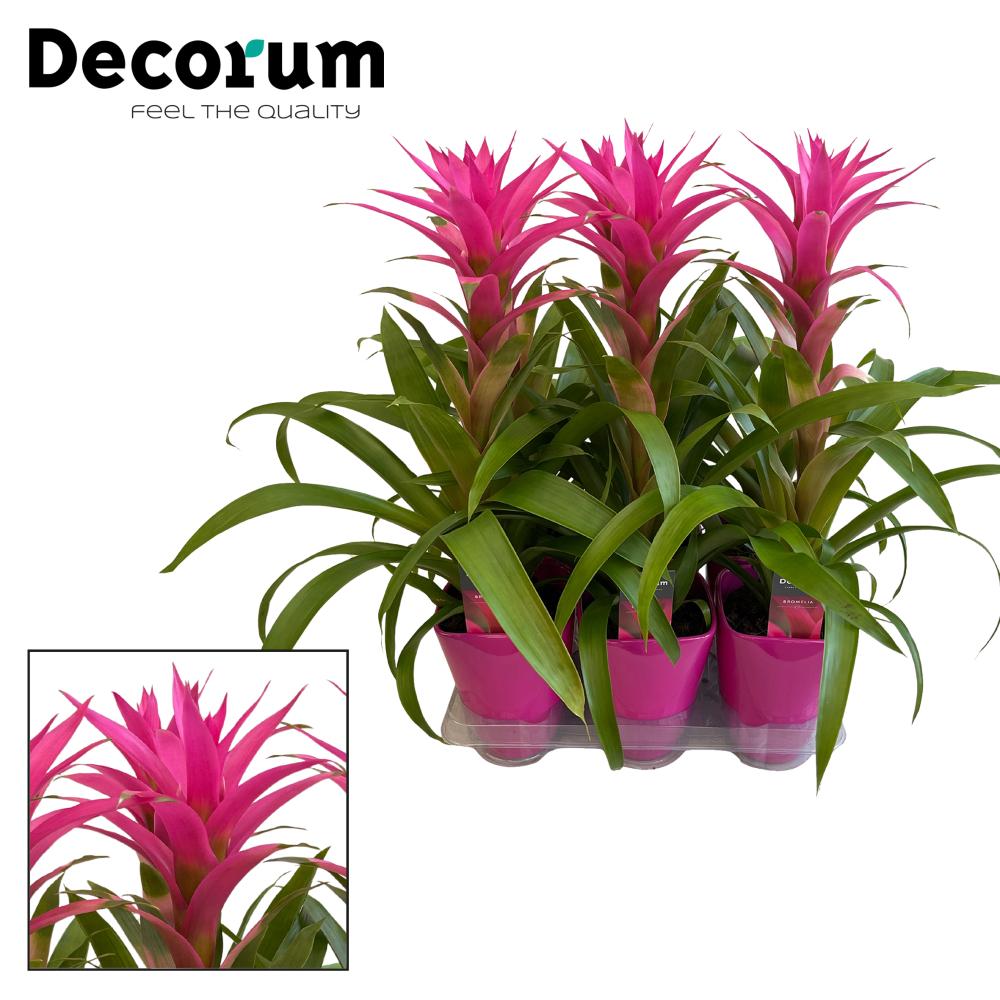 Guzmania
