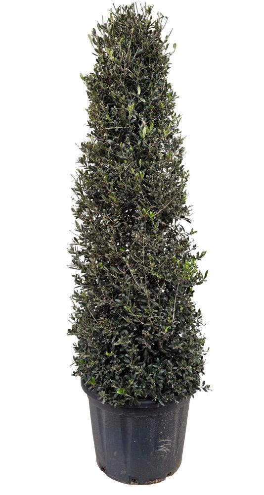 Olea