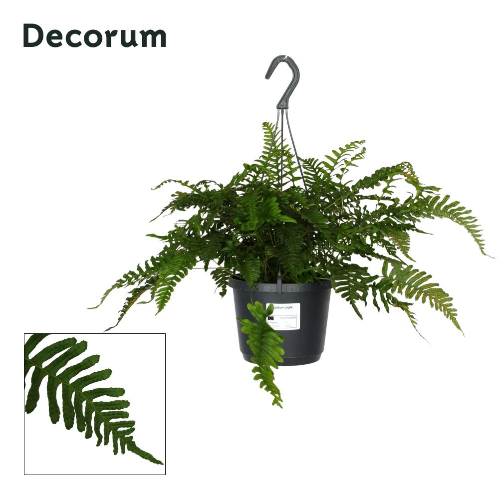 Polypodium