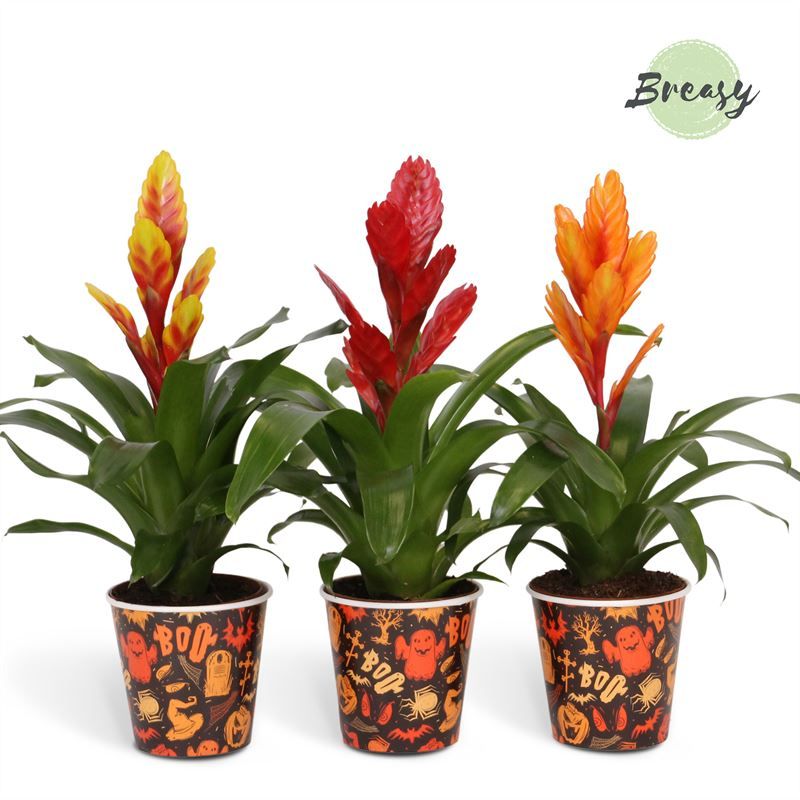Vriesea