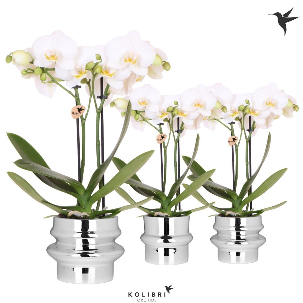 phalaenopsis