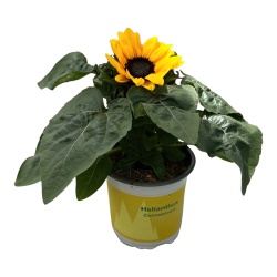 helianthus