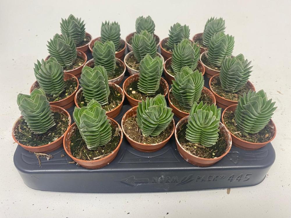 crassula