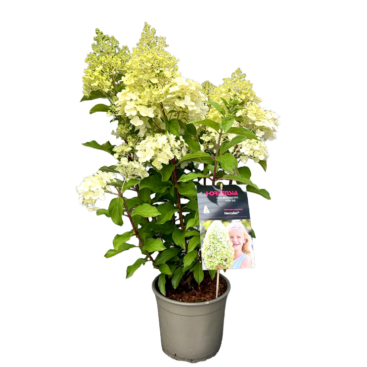Hydrangea paniculata
