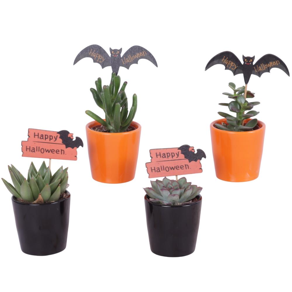 succulentes