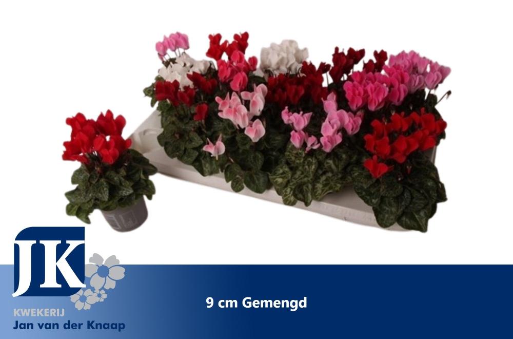 cyclamen